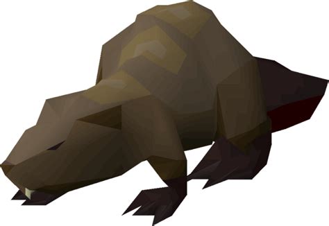 beaver osrs|osrs best chance for beaver.